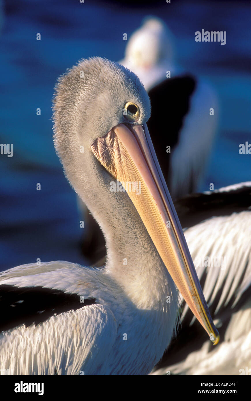 Australian pelican Pelecanus conspicillatus in Kangaroo Island Stock Photo