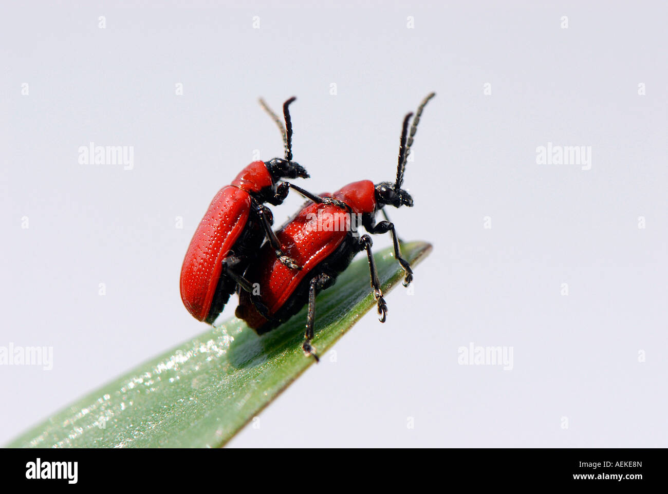 Two Red lily beetles on a lily leaf Stock Photo