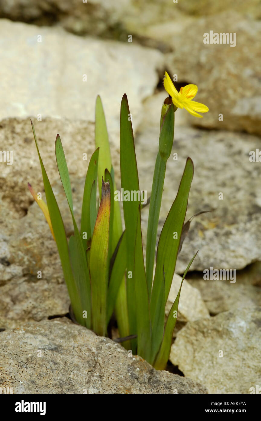 Yellow eyed Grass Sisyrinchium californicum Stock Photo