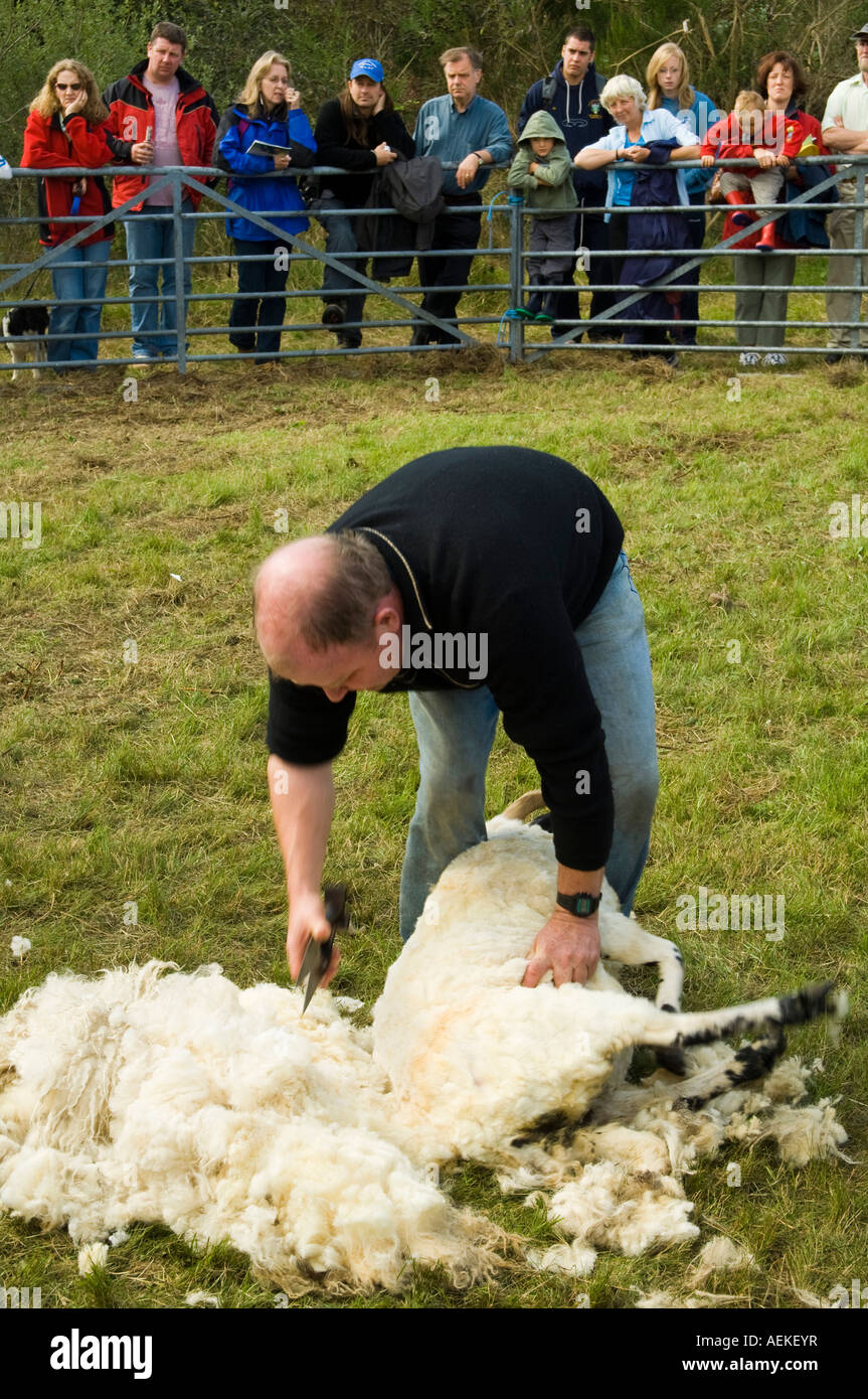 Sheep shearing uk hi-res stock photography and images - Alamy
