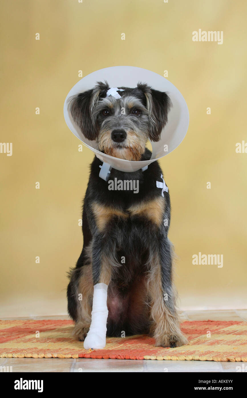 Does Hand Stripping Hurt Dogs