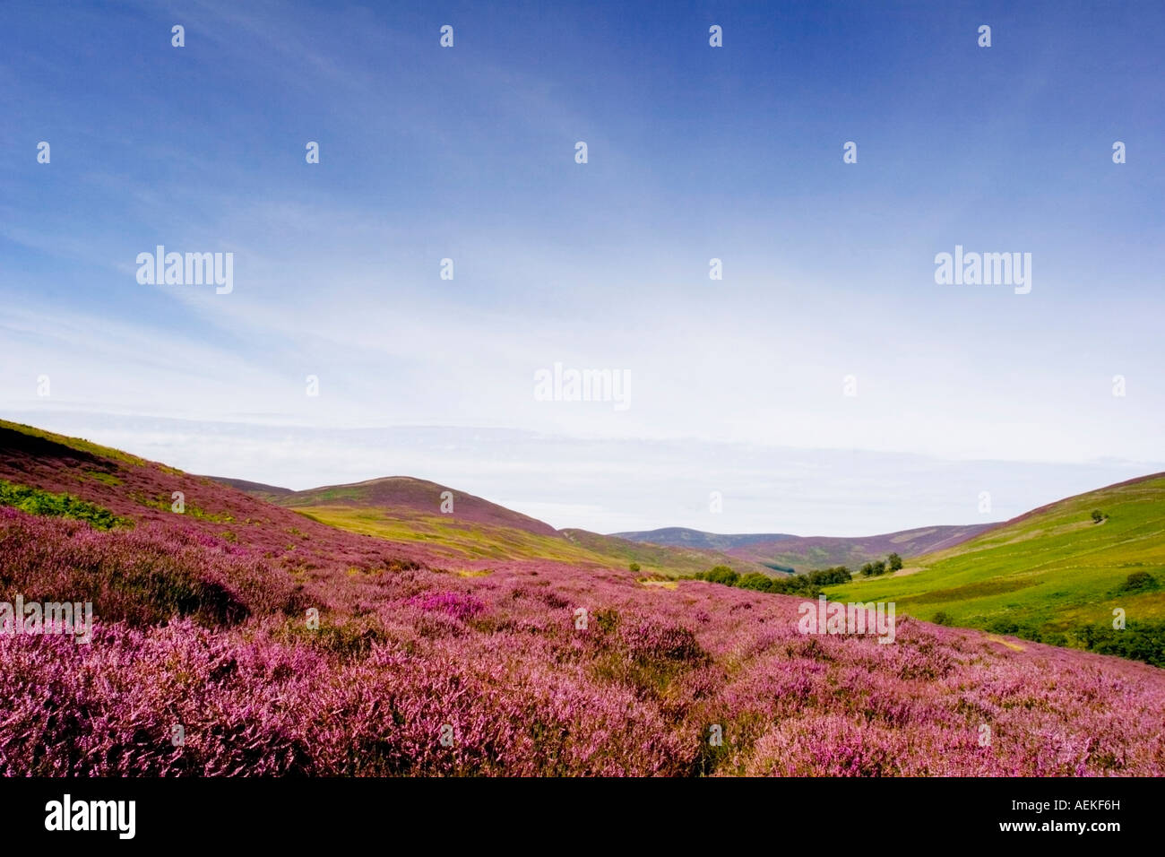 A view across the heather clad hills of Glen Lethnot Scotland August 2007 Stock Photo