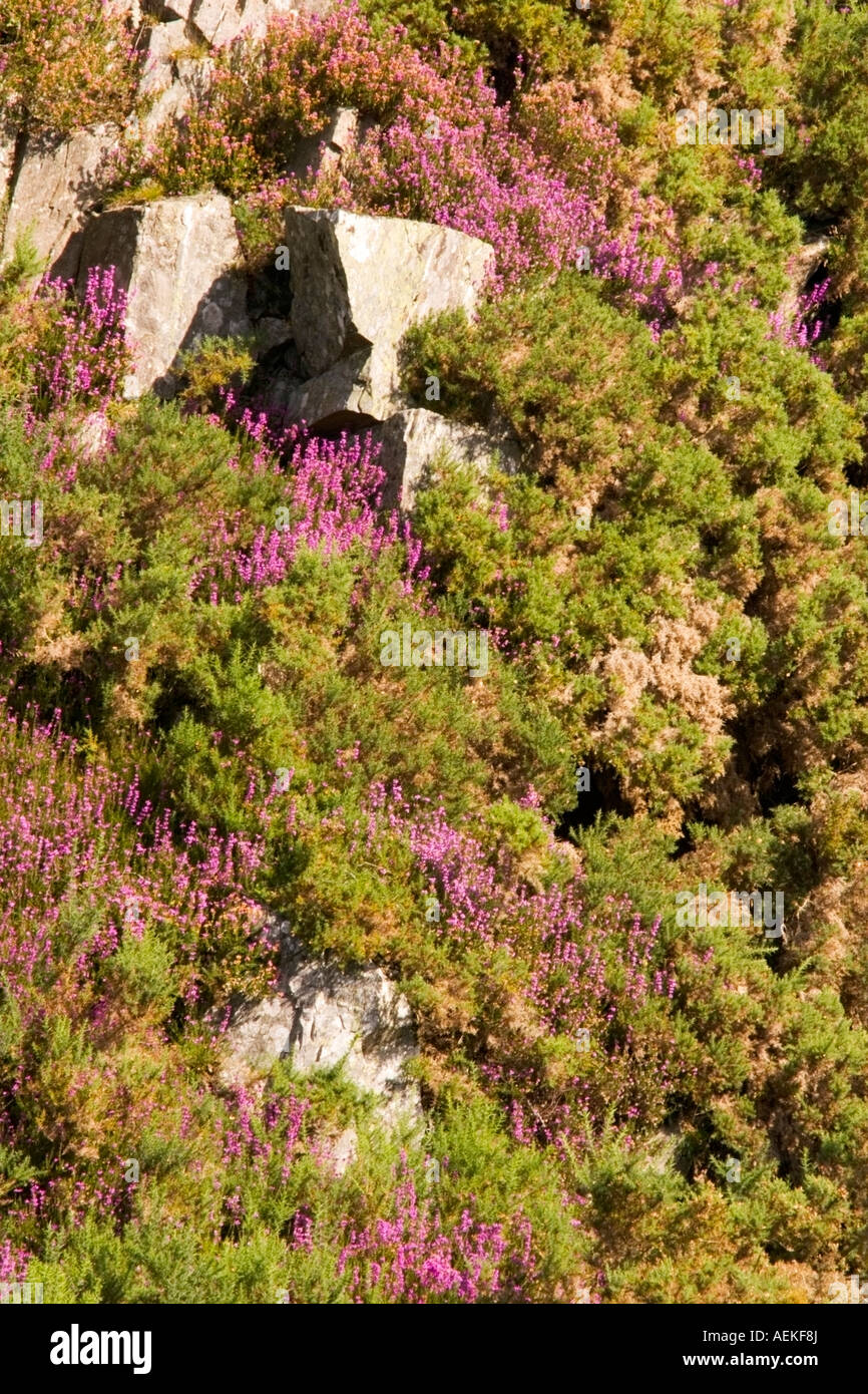 Heather growing on a rocky outcrop above the River North Esk in glen Esk Angus Scotland August 2007 Stock Photo