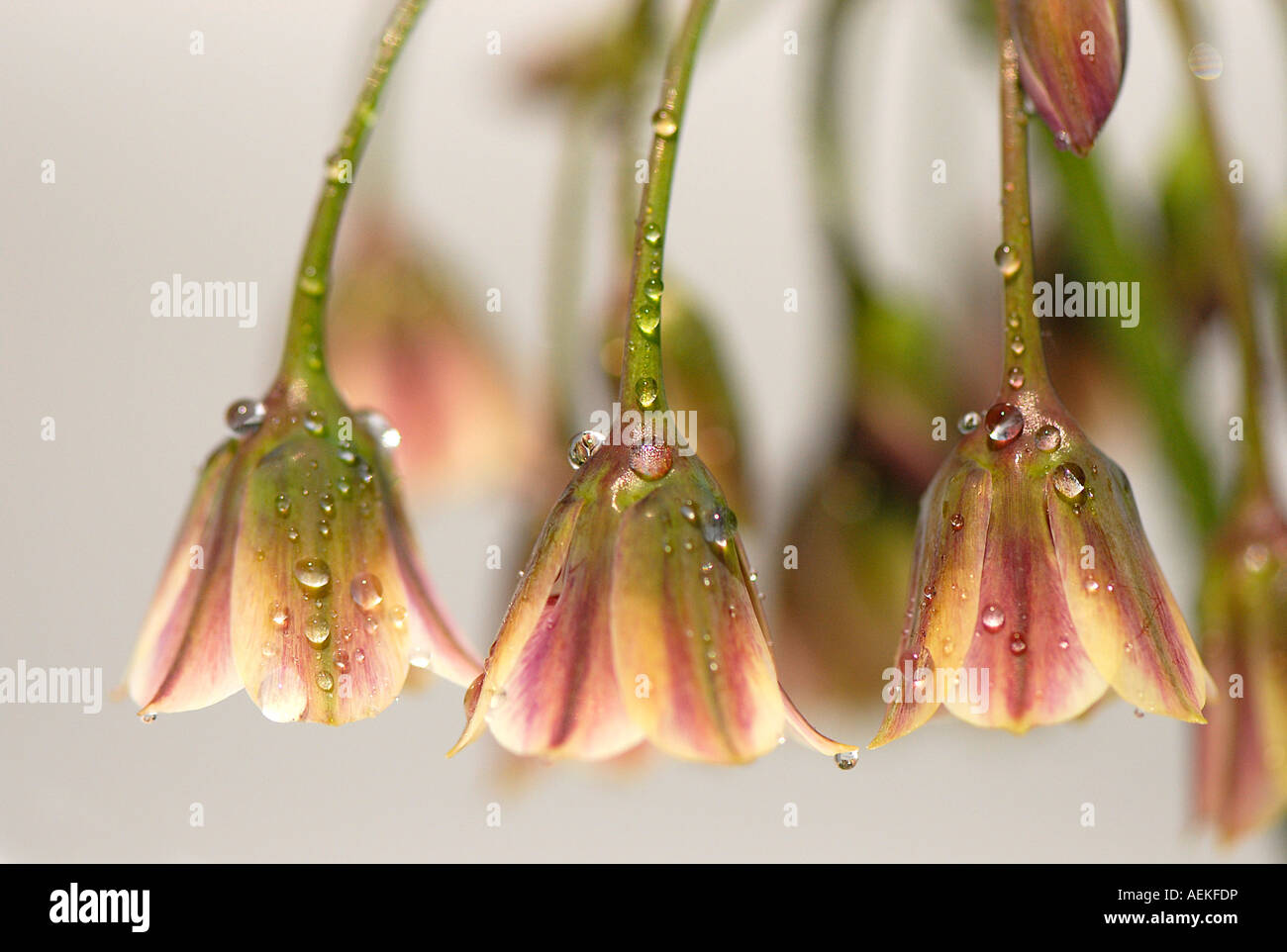 The Tall flowerheads of Allium bulgaricum - Nectaroscordum dioscordis Stock Photo