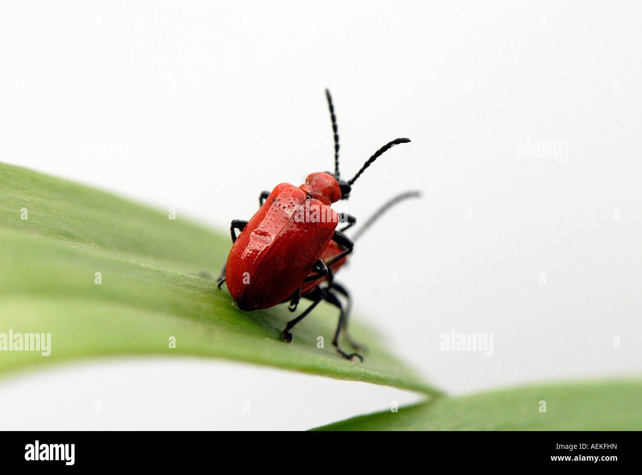Two Red lily beetles on a lily leaf Stock Photo