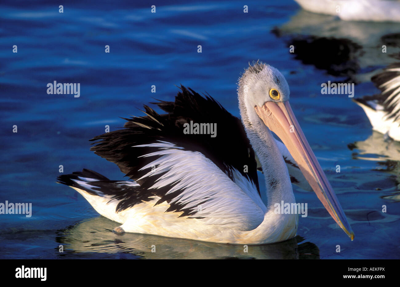 Australian pelican Pelecanus conspicillatus in Kangaroo Island Stock Photo