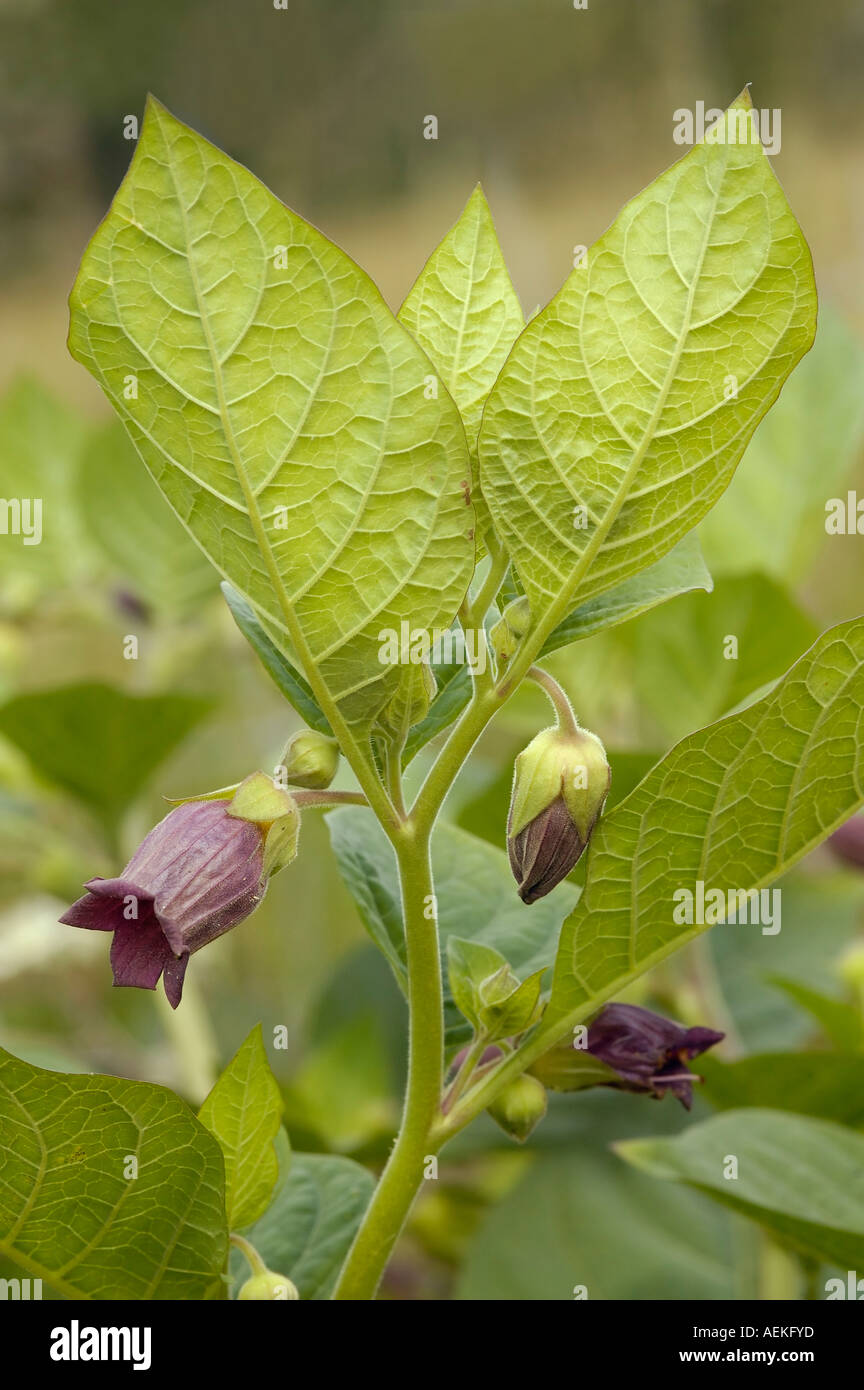 Deadly Nightshade Atropa belladonna Stock Photo