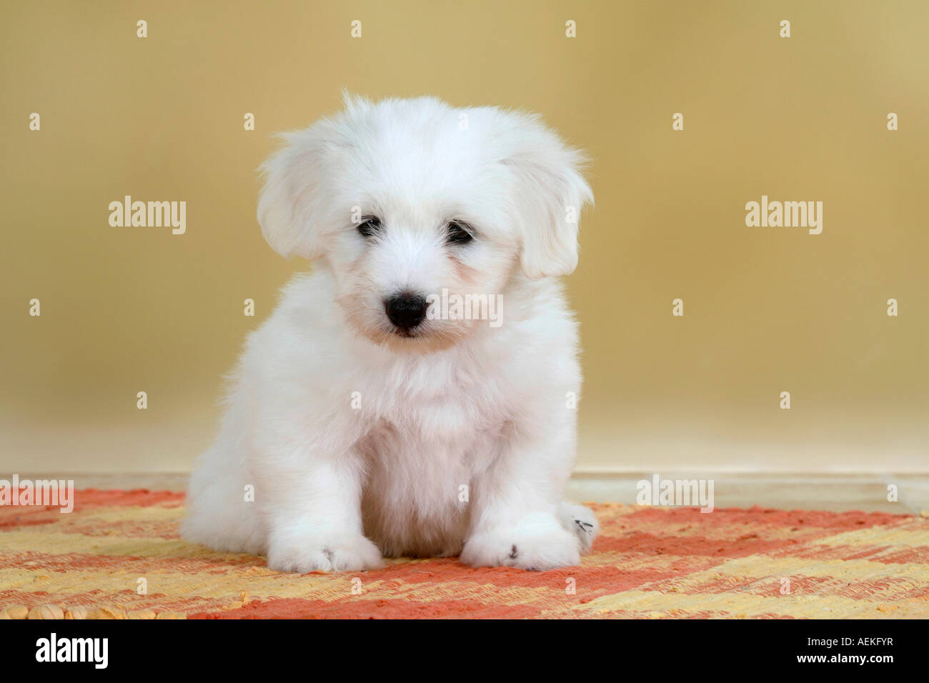 Coton de Tulear puppy 8 weeks Stock Photo