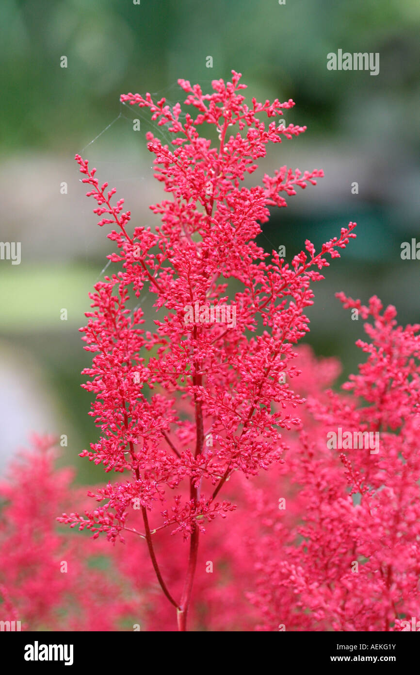 Astilbe Japonica Montgomery Stock Photo Alamy