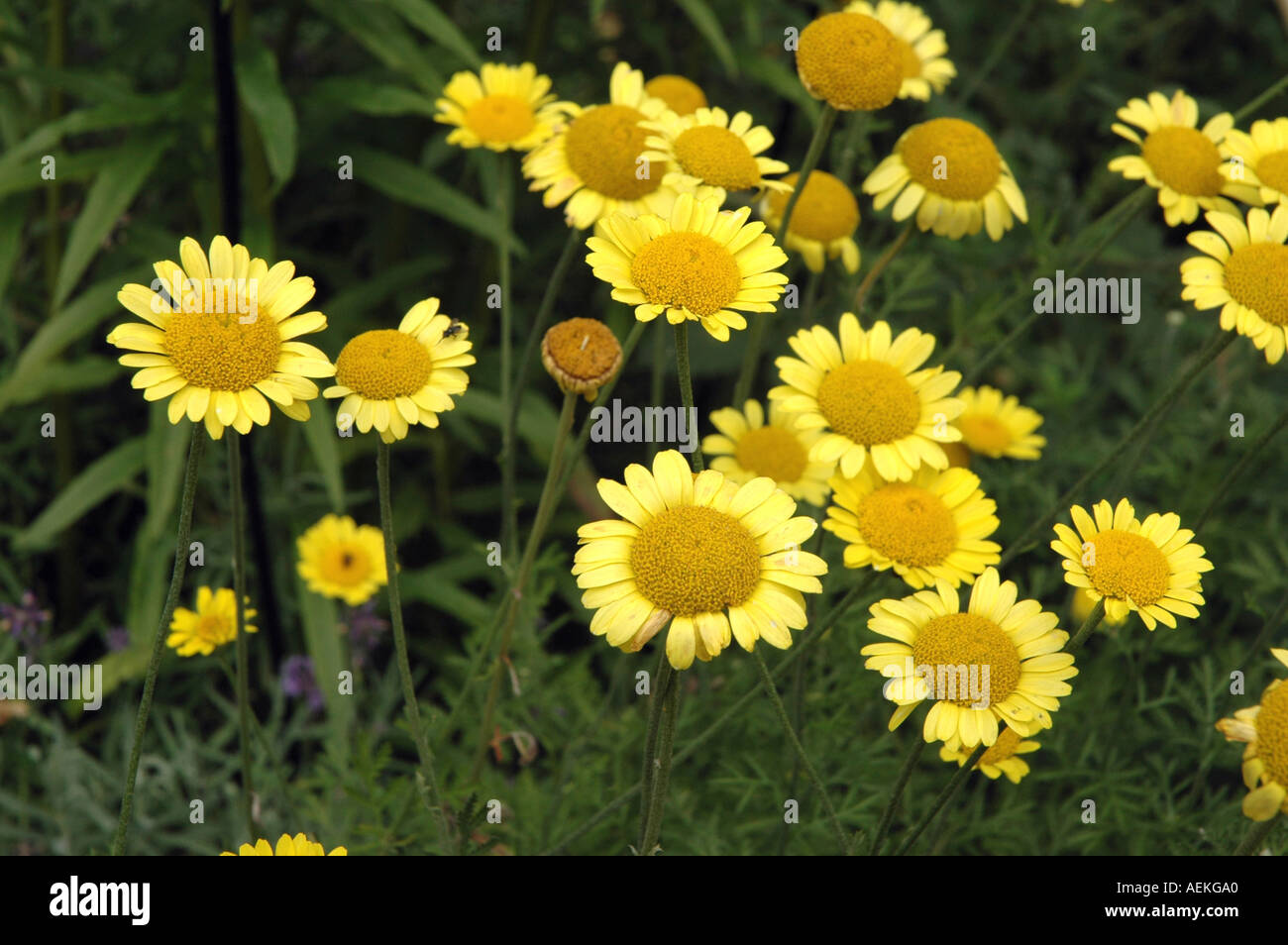 Yellow Chamomile or Golden Marguerite Anthemis tinctoria Stock Photo