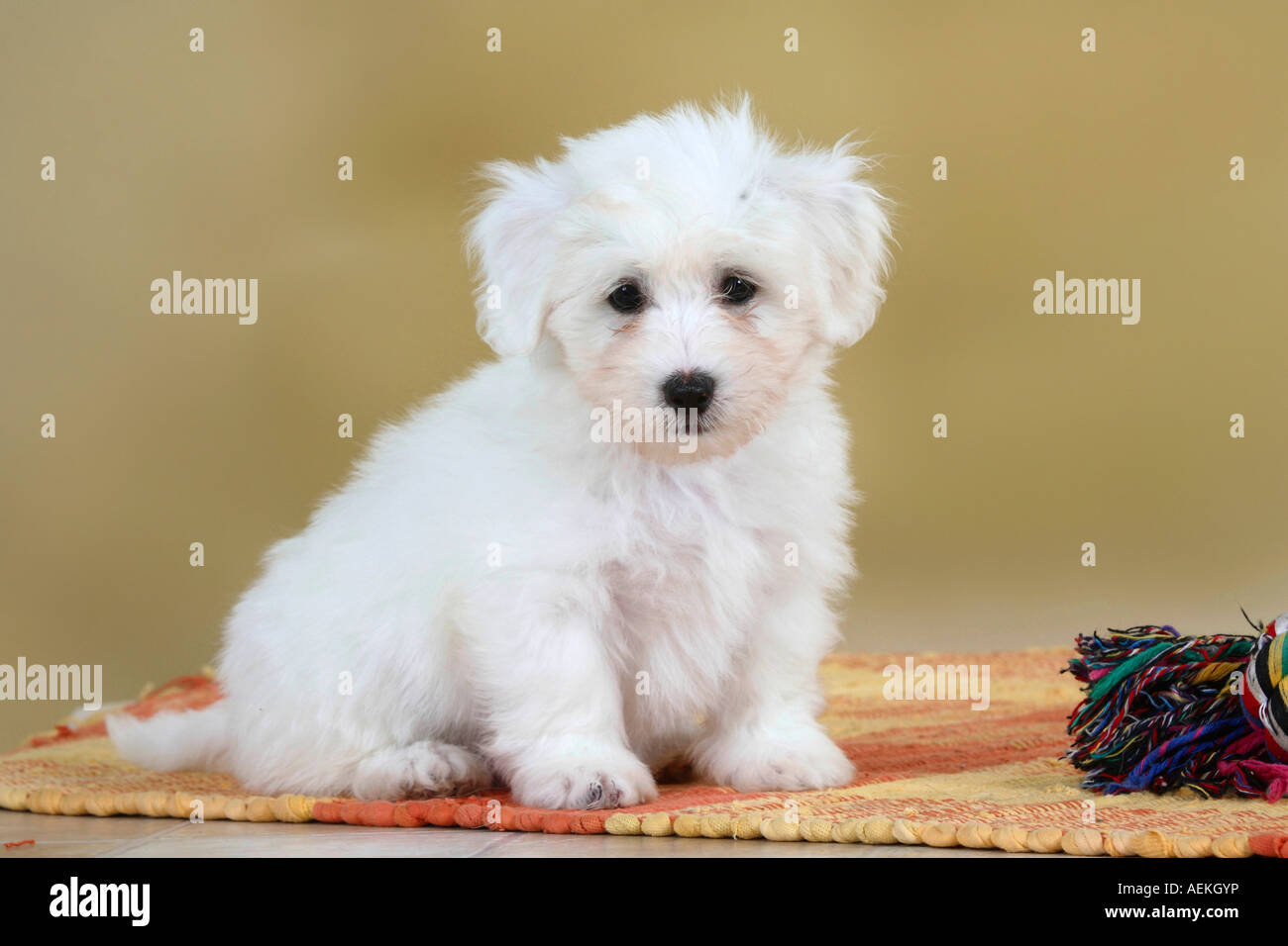 Coton de Tulear puppy 8 weeks Stock Photo