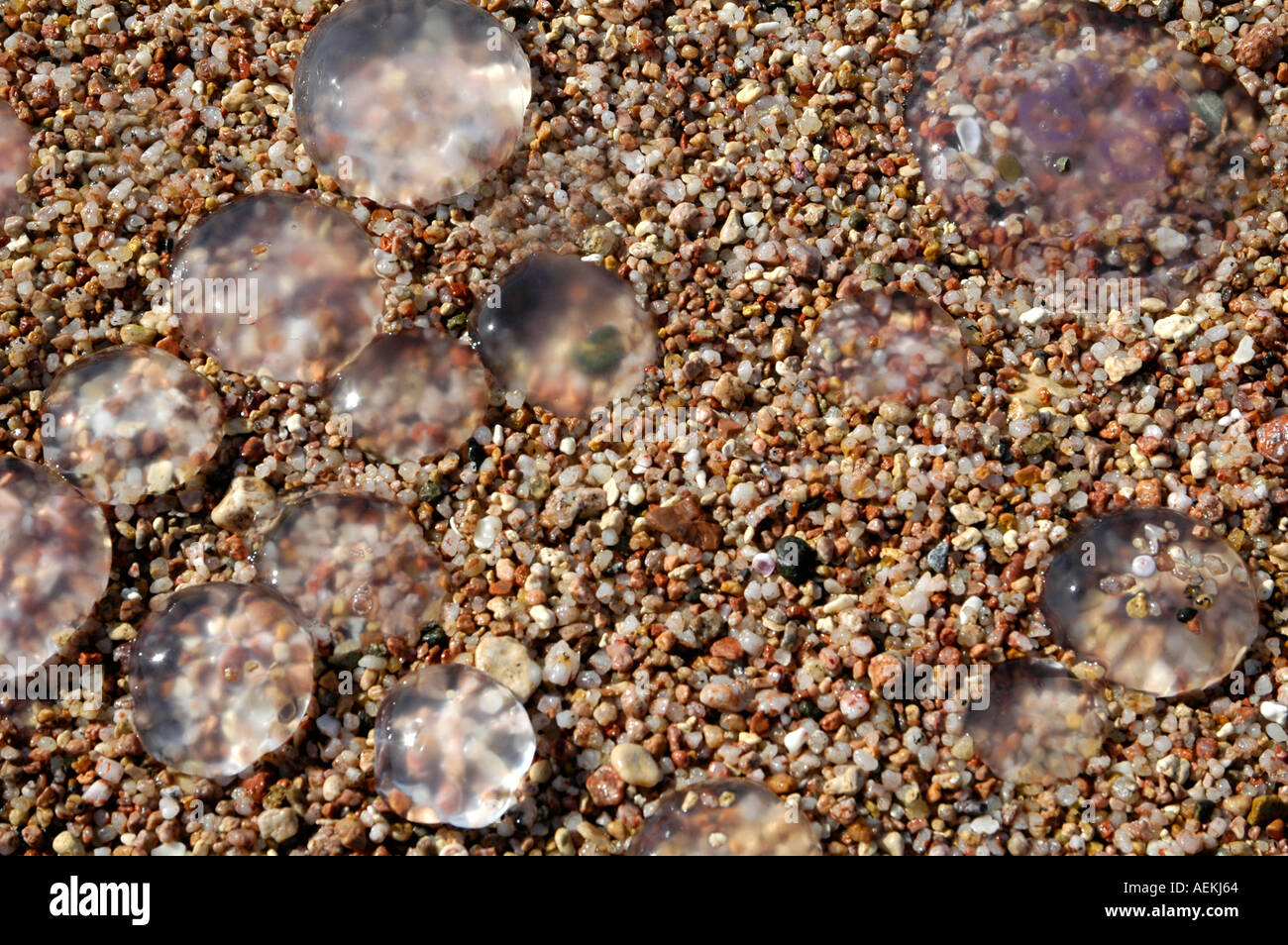 Jellyfish at pebble beach Stock Photo