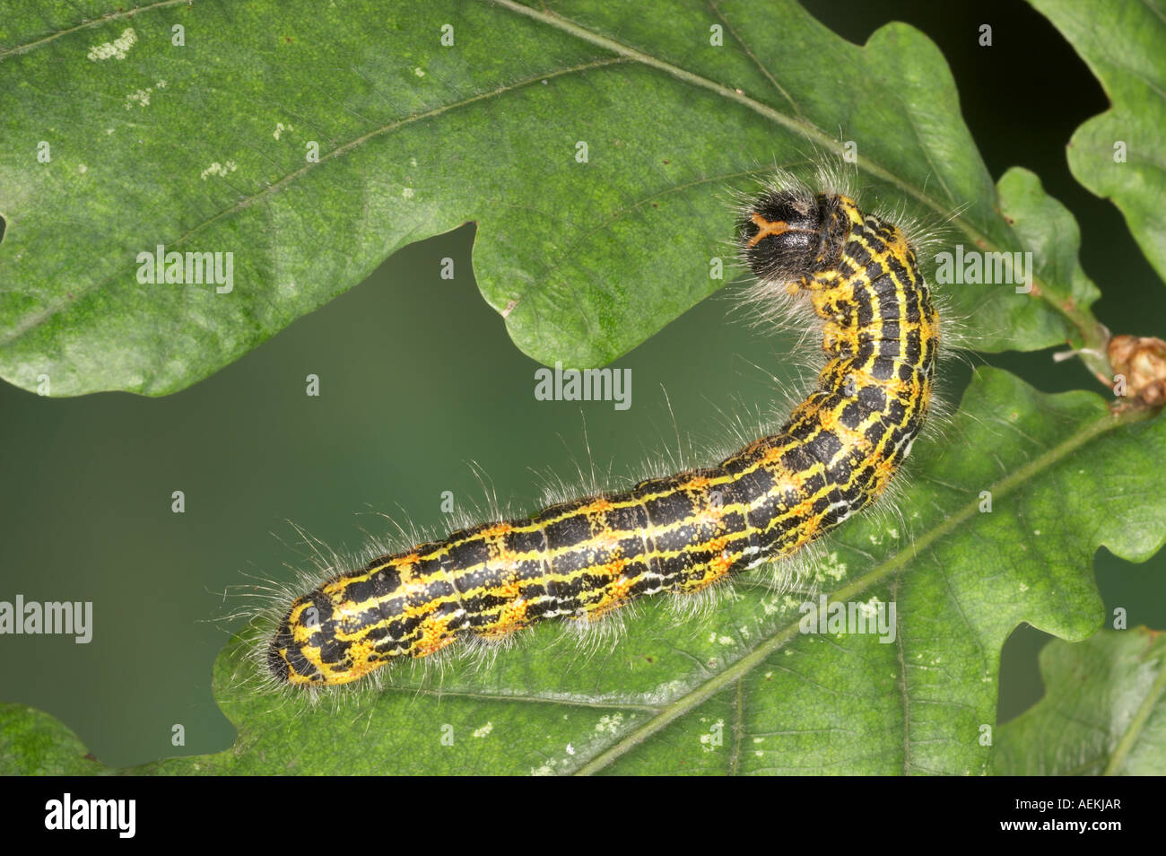 Buff Tip larva - Phalera bucephala Stock Photo