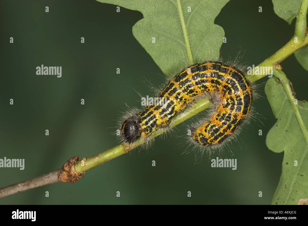 Buff Tip larva - Phalera bucephala Stock Photo