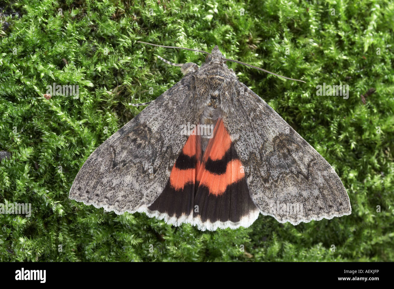 Red Underwing - Catocala nupta Stock Photo