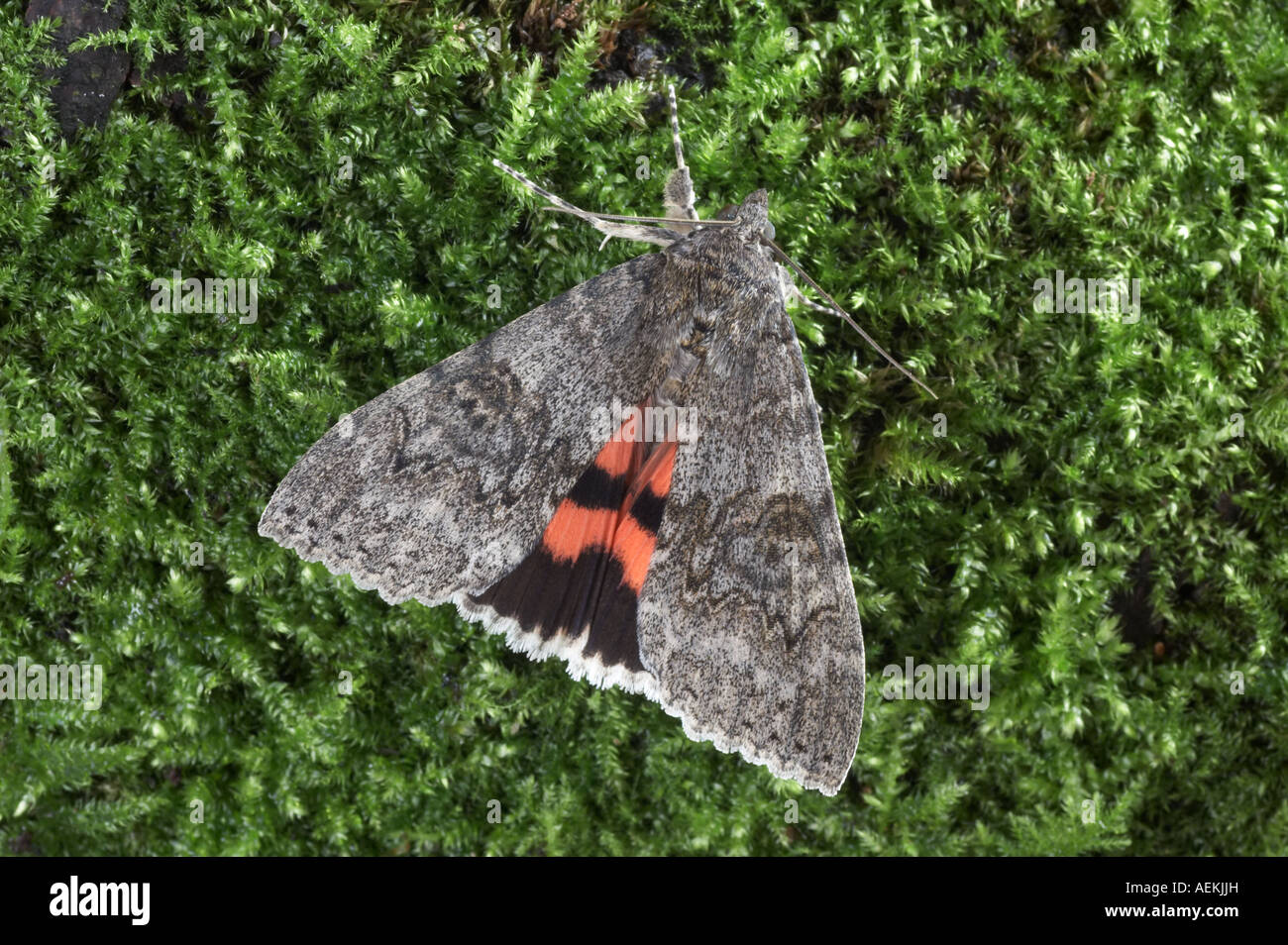 Red Underwing - Catocala nupta Stock Photo