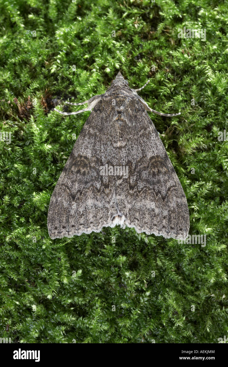 Red Underwing - Catocala nupta Stock Photo