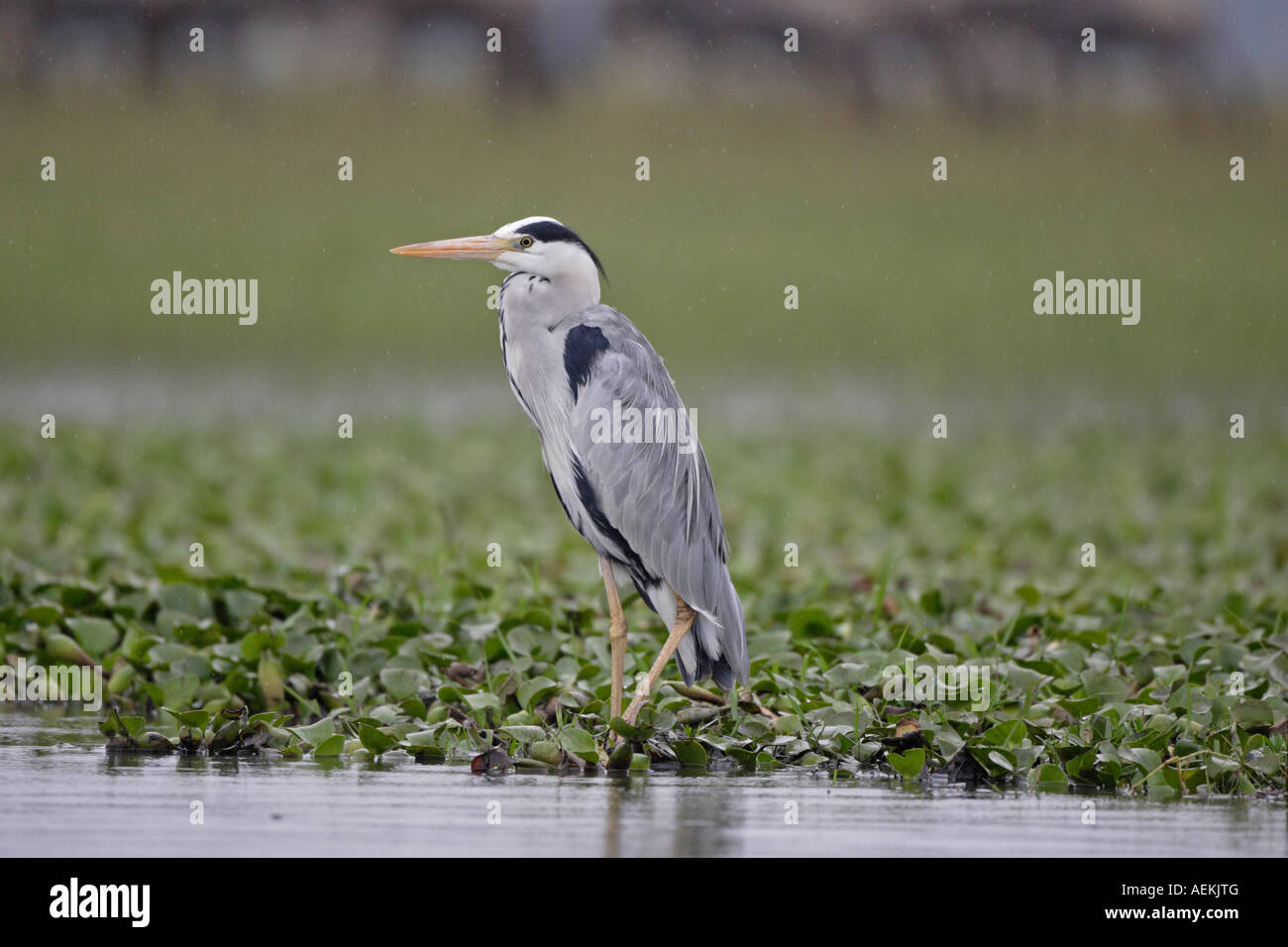 Grey Heron Stock Photo