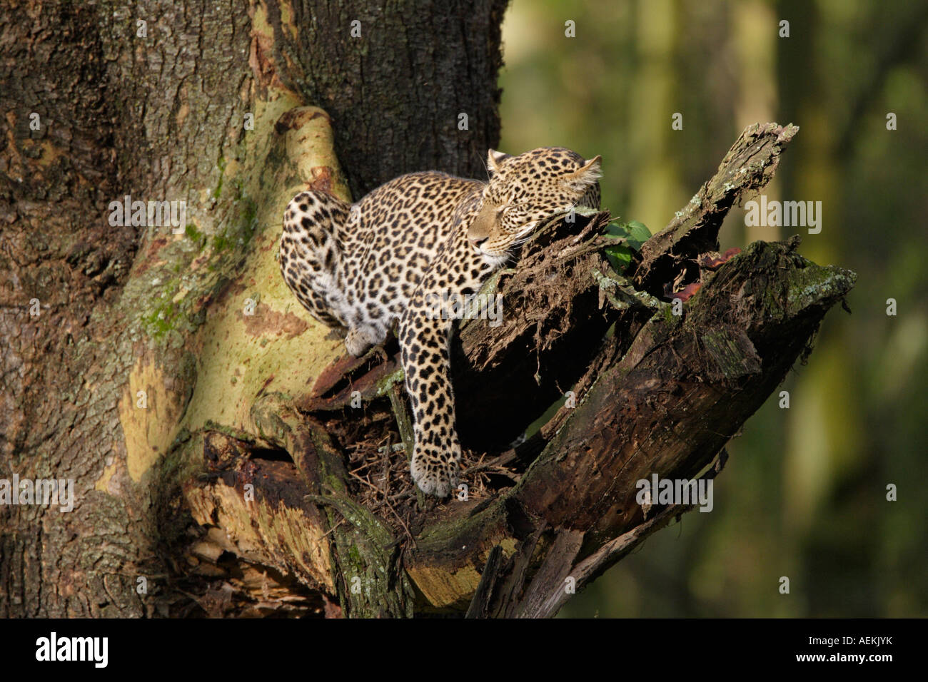 Leopard sleeping in a tree hi-res stock photography and images - Alamy