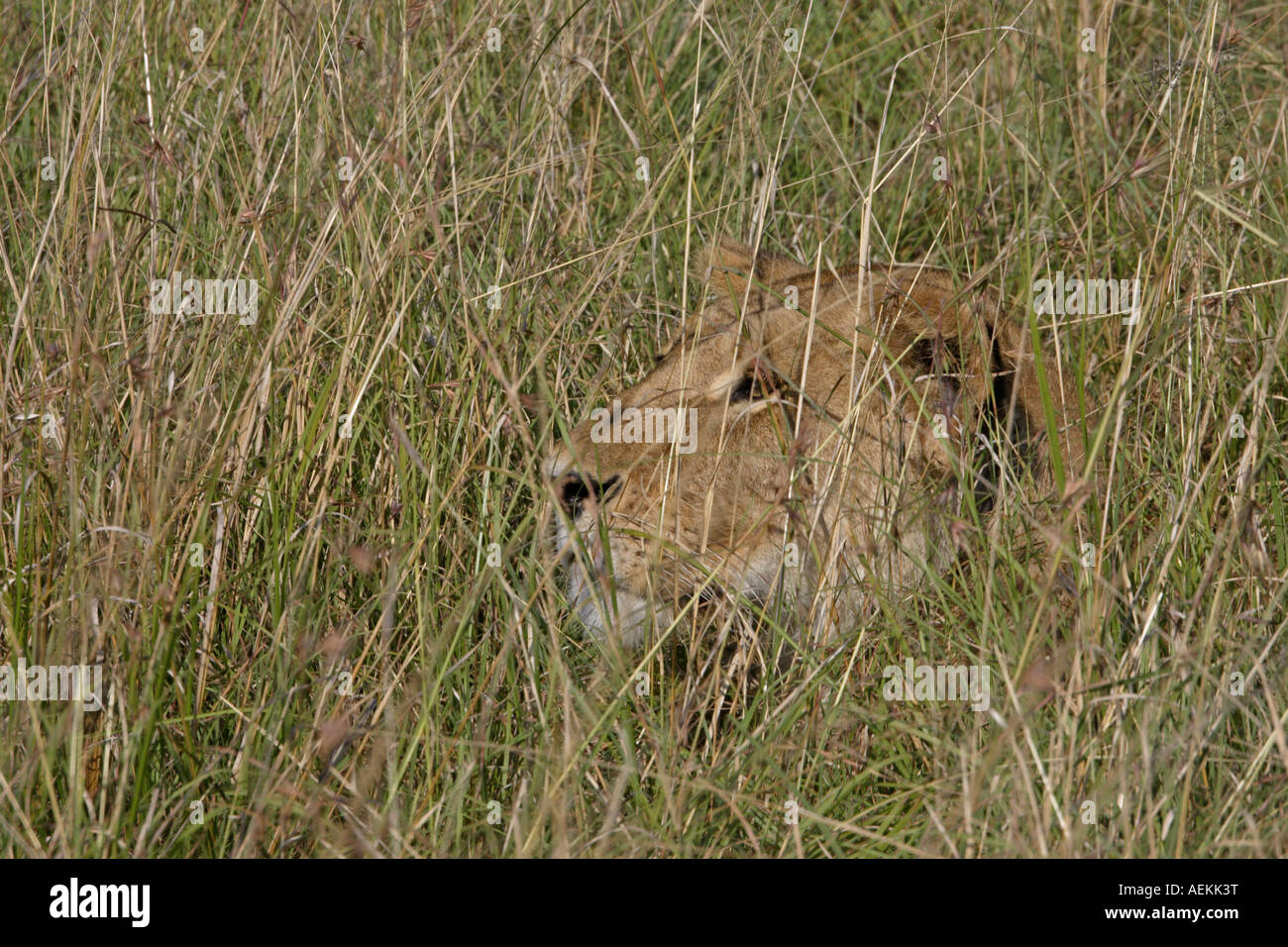 Female Lion Stock Photo