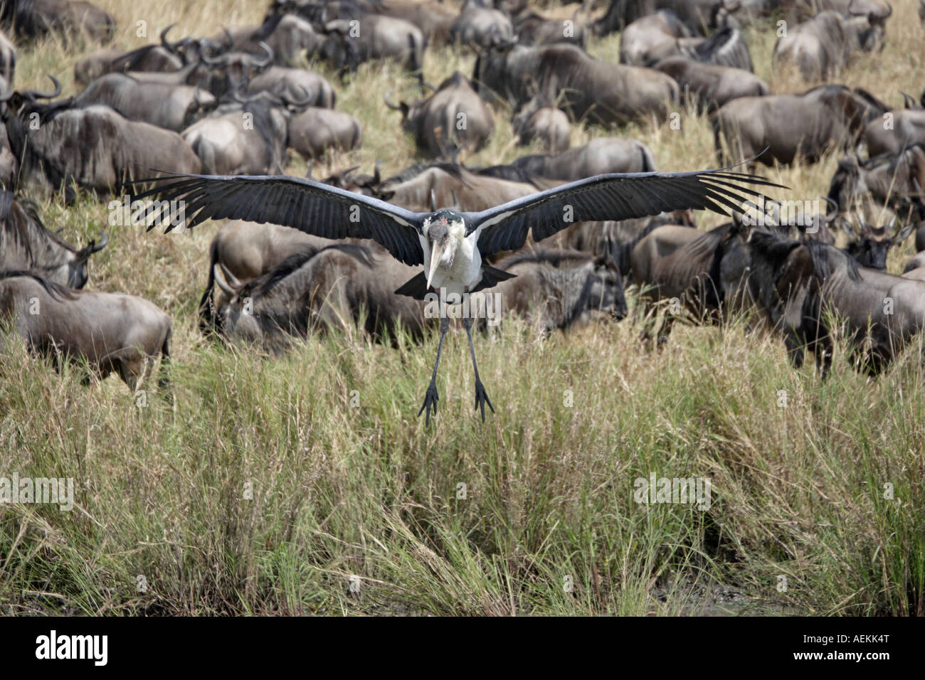 Flying marabou storks hi-res stock photography and images - Alamy