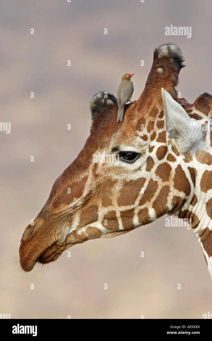 Reticulated Giraffe and Oxpecker Stock Photo