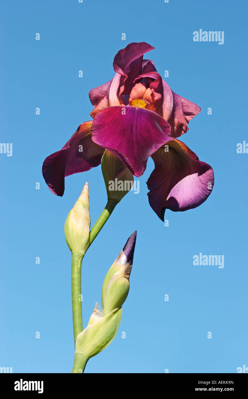 Bearded Iris upon blue sky. Stock Photo