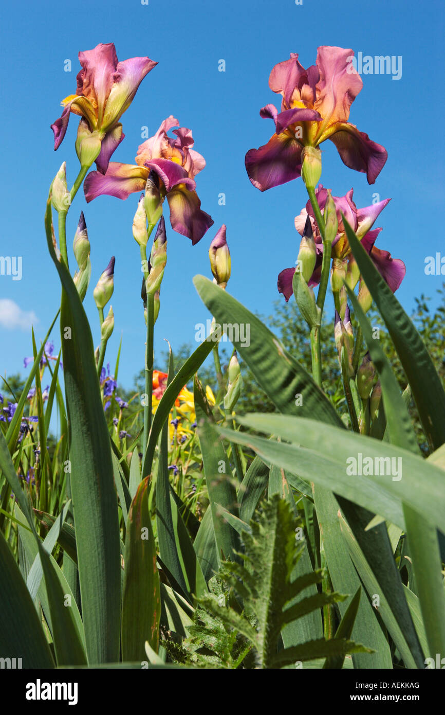 Bearded Irises upon blue sky. Stock Photo