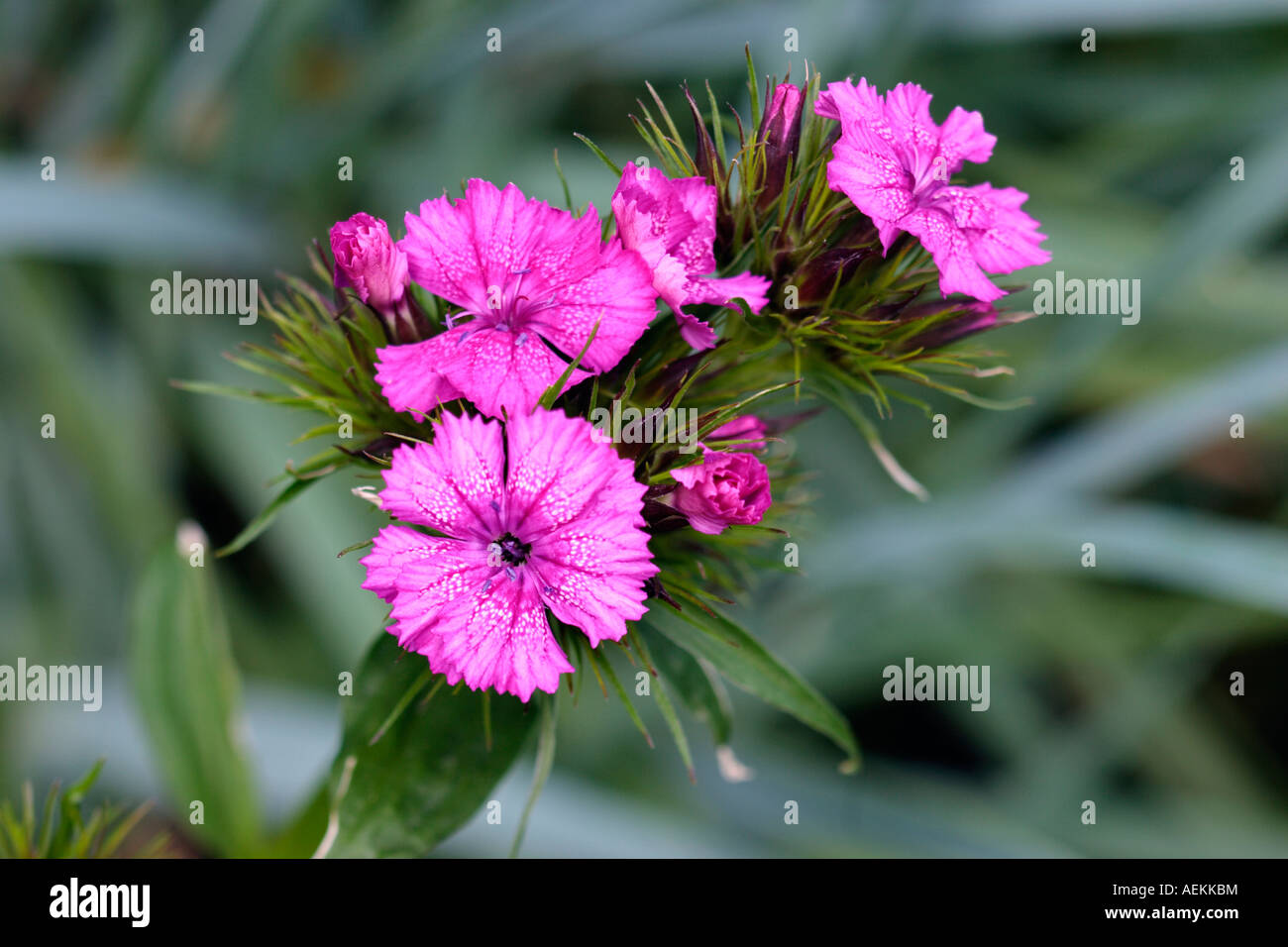 Sweet William cluster of flowers close up. Scientific name Dianthus barbatus Stock Photo Alamy