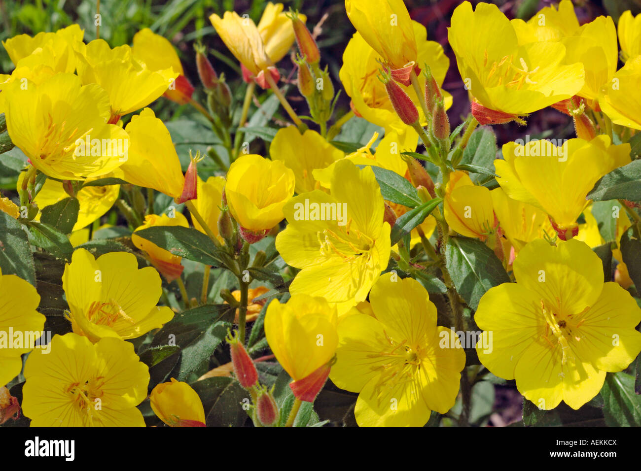 Yellow flowers of Common Evening Primrose. Scientific name Oenothera