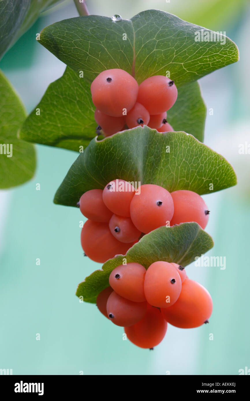 Italian woodbine, or perfoliate honeysuckle berries close up. Scientific name: Lonicera caprifolium. Stock Photo