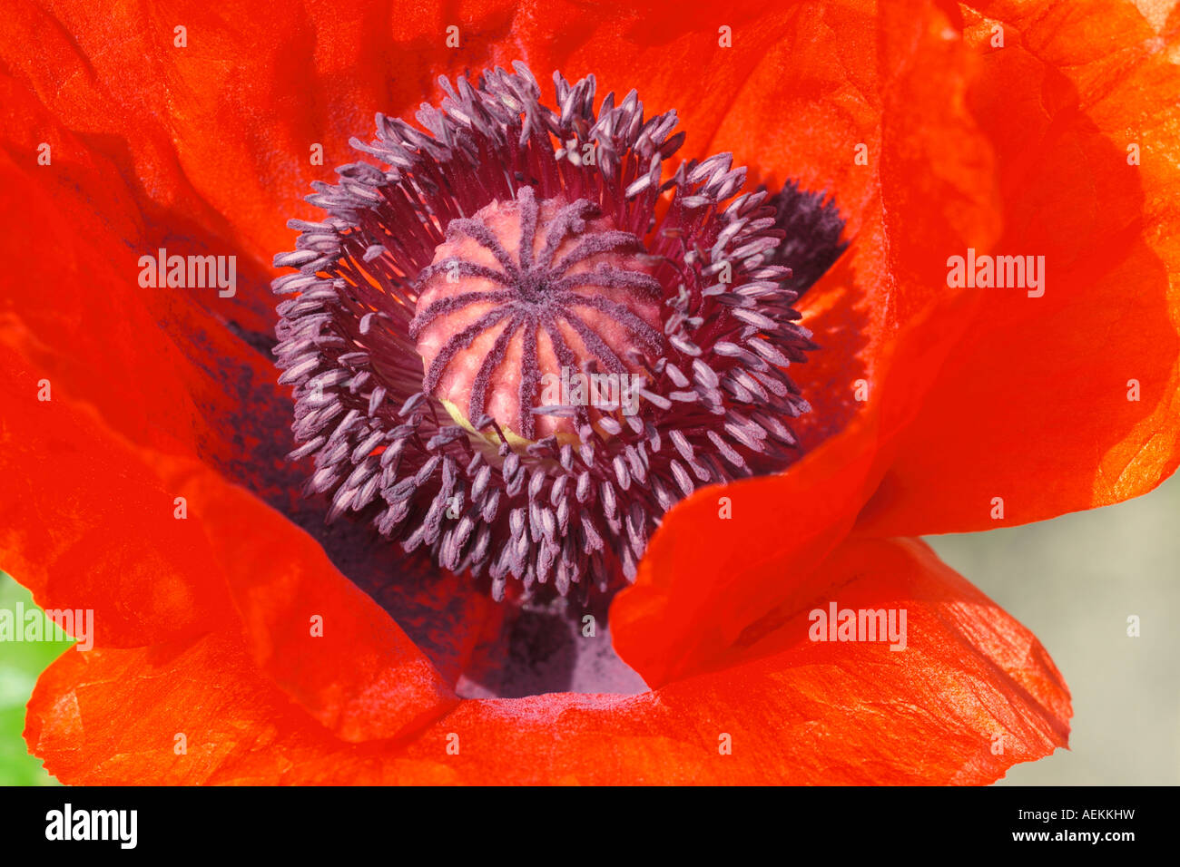 Oriental poppy flower head close up Stock Photo Alamy