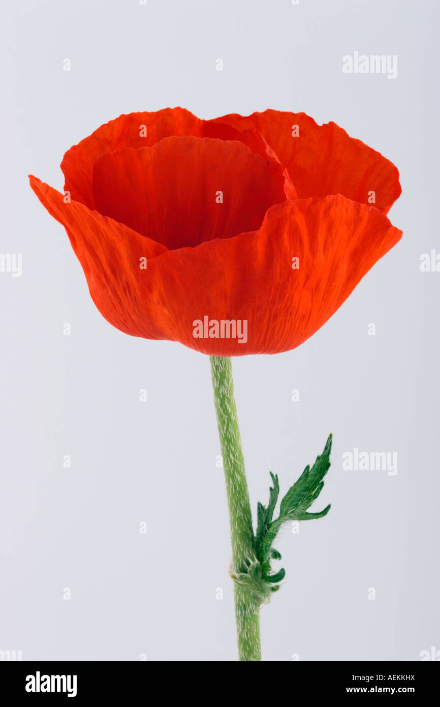 Red poppy on white background hi-res stock photography and images - Alamy
