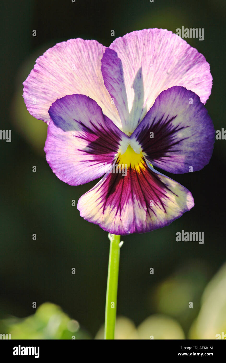 Pansy flower. Stock Photo
