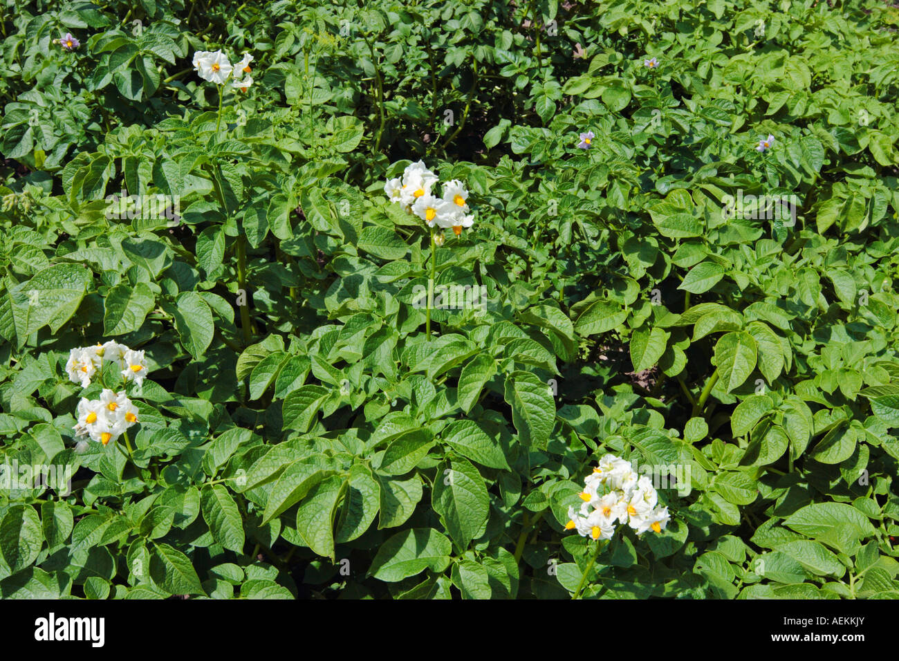 Potato plants flowering Stock Photo Alamy