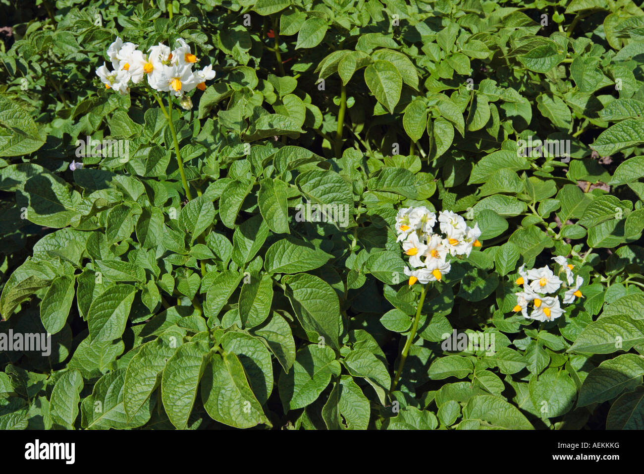 Potato plants flowering in June Stock Photo Alamy