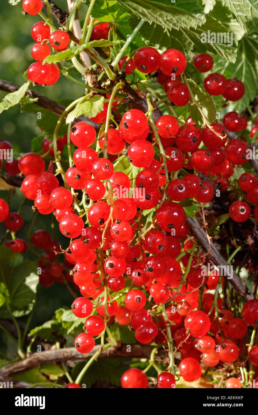 Redcurrant cluster in July. Stock Photo