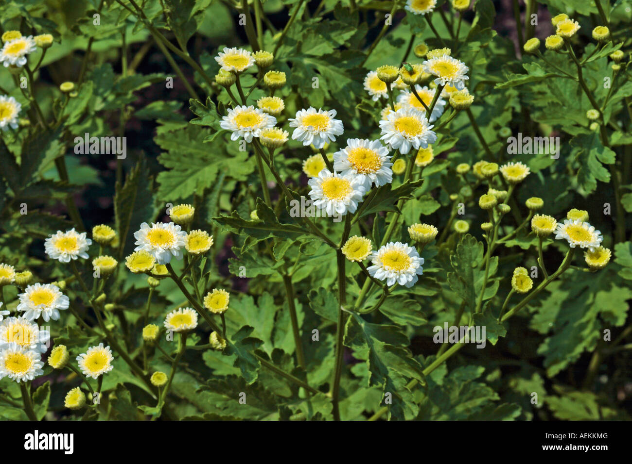 Feverfew. Scientific name: Tanacetum parthenium (formerly Chrysanthemum parthenium). Stock Photo