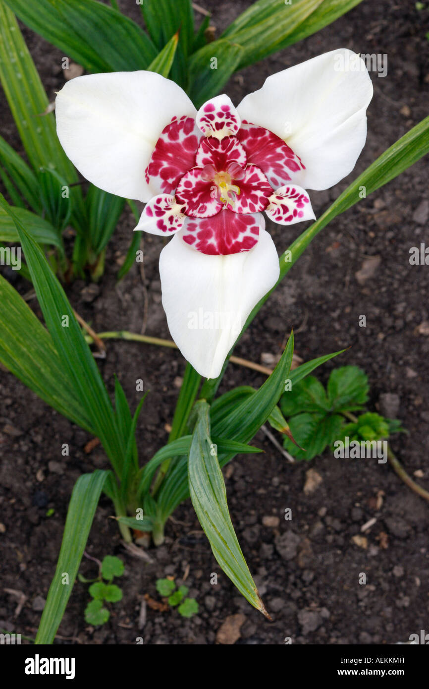 White Tigridia flower growing in a small allotment garden. Scientific name: Tigridia pavonia. Stock Photo