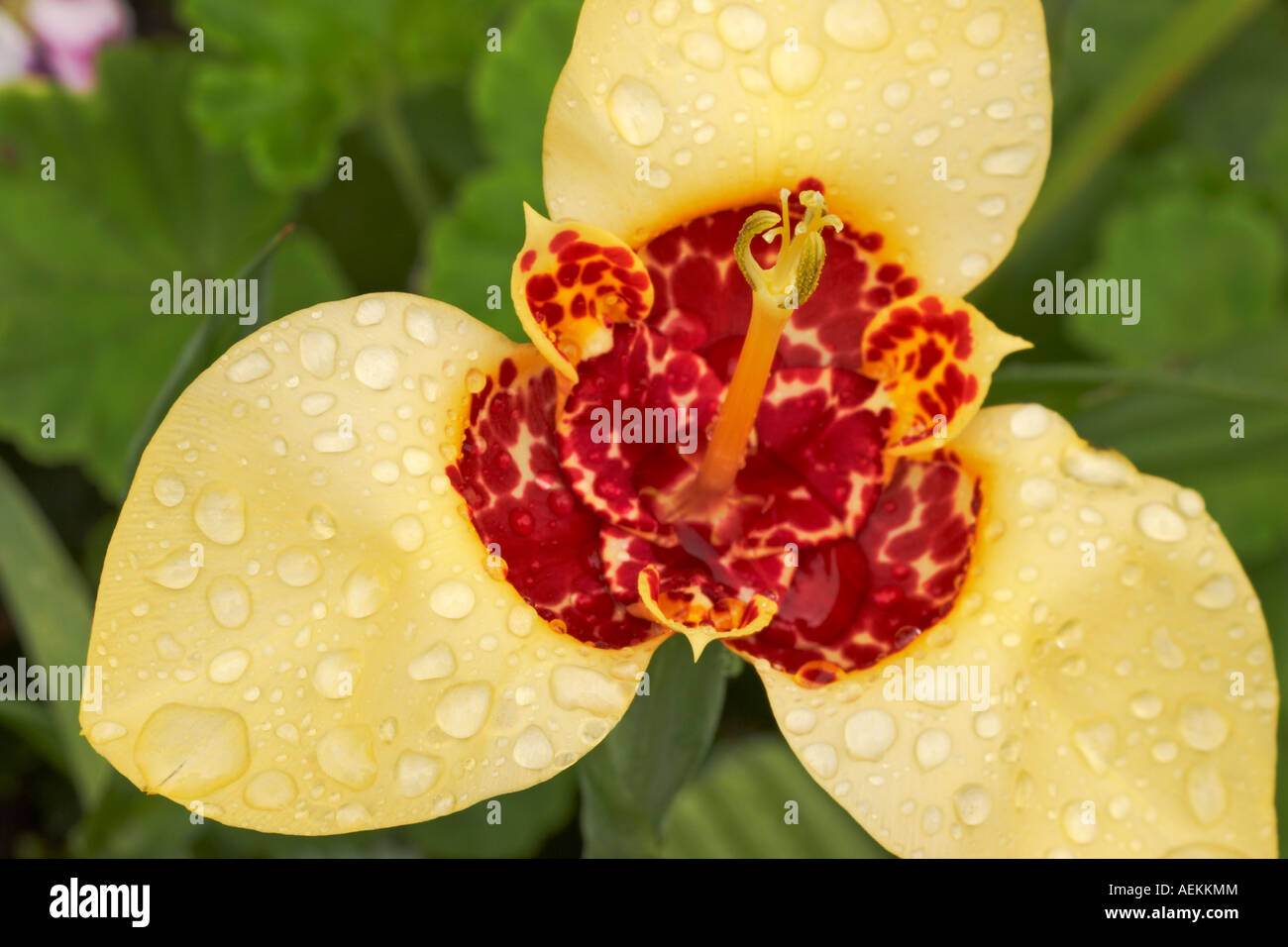 Yelow Tigridia flower. Scientific name: Tigridia pavonia. Stock Photo