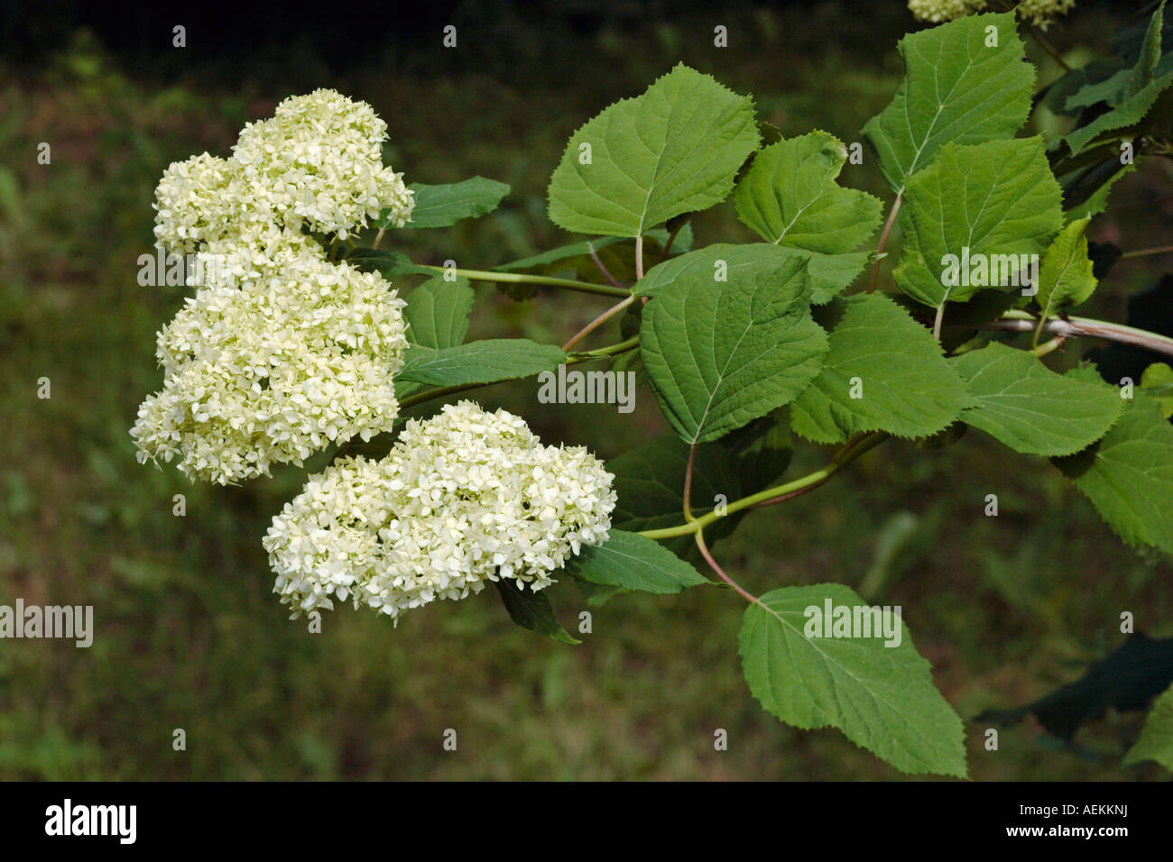 Flowering branch of  Hydrangea arborescens. Stock Photo