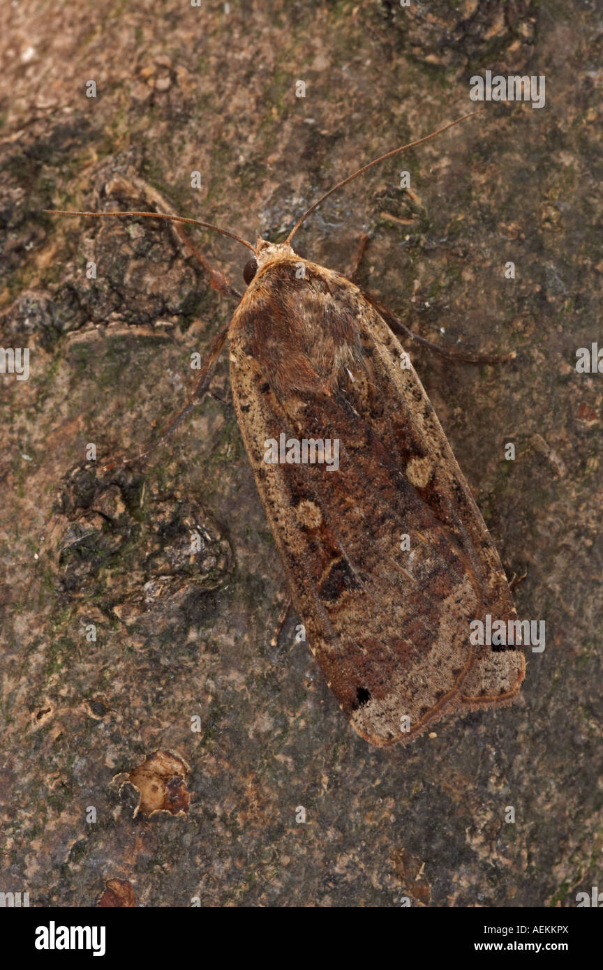 Large Yellow Underwing - Noctua pronuba Stock Photo