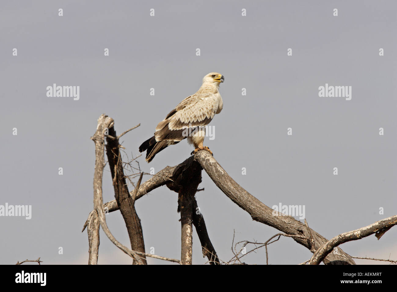 Pale Phase Tawny Eagle Stock Photo
