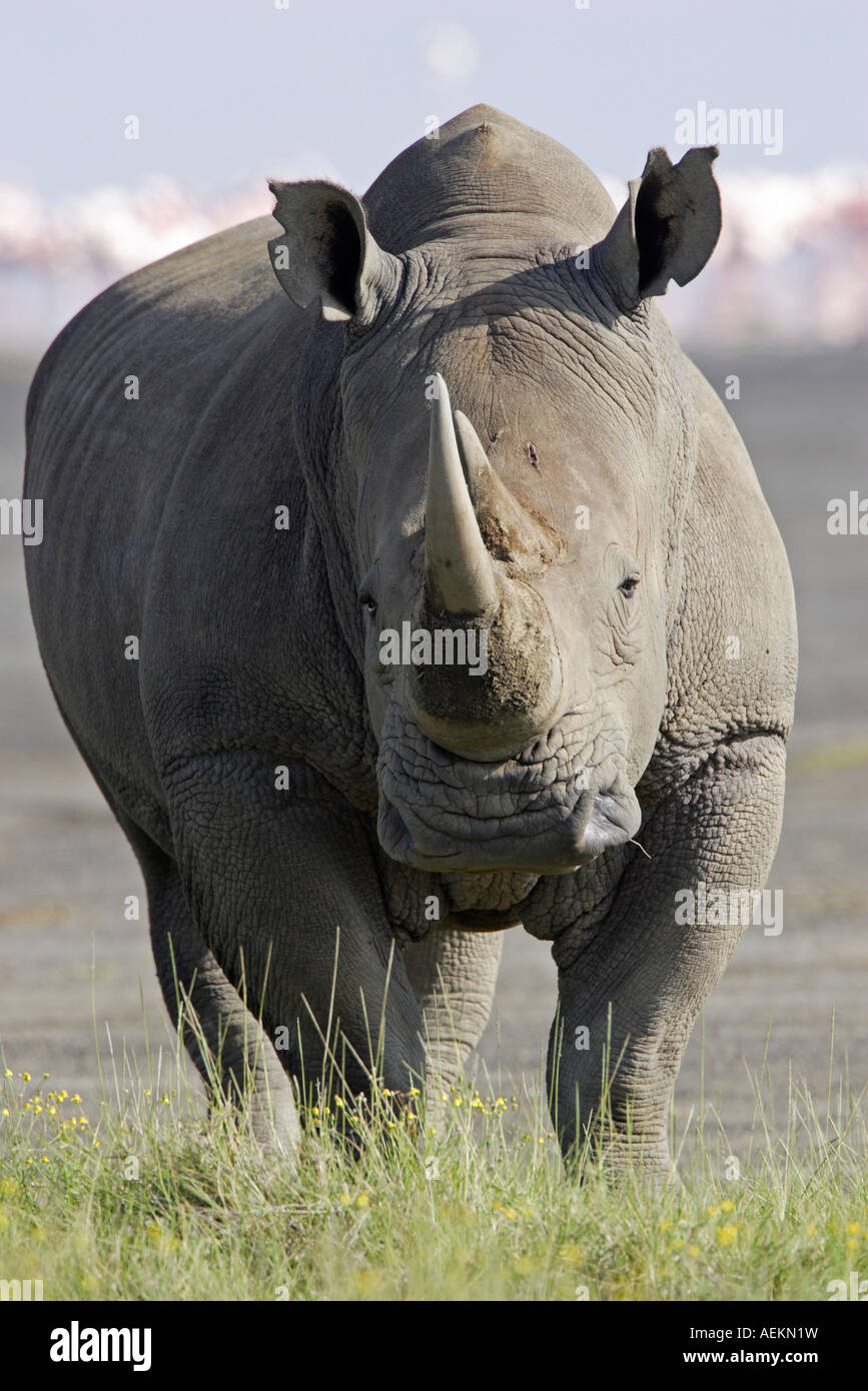 White Rhinoceros Stock Photo