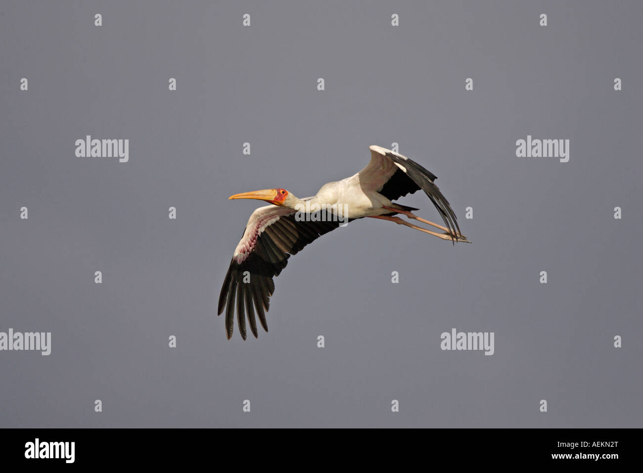 Yellow Billed Stork in flight Stock Photo