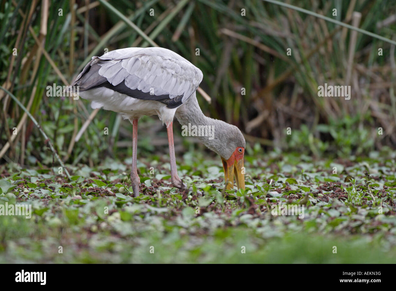 Yellow Billed Stork feeding Stock Photo