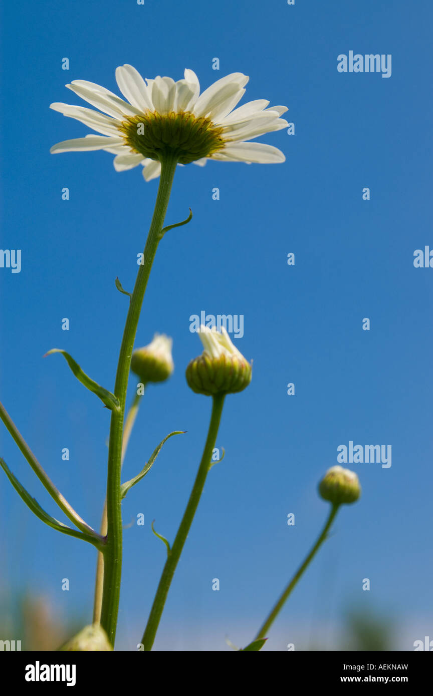 Common daisy (bellis perennis) against blue sky Stock Photo