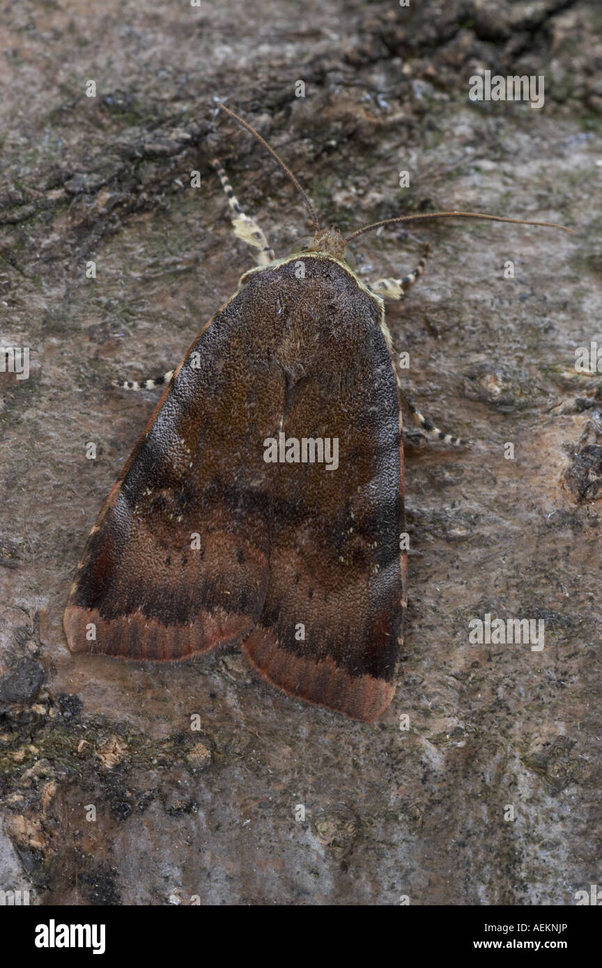 Lesser Broad Bordered Yellow Underwing - Noctua janthe Stock Photo