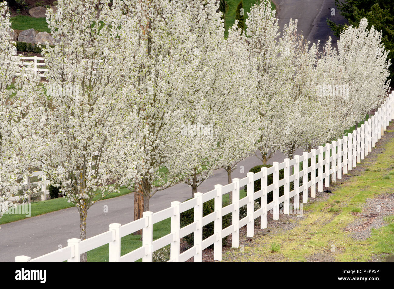 Flowering pear trees of home driveway Near Woodburn Oregon Stock Photo