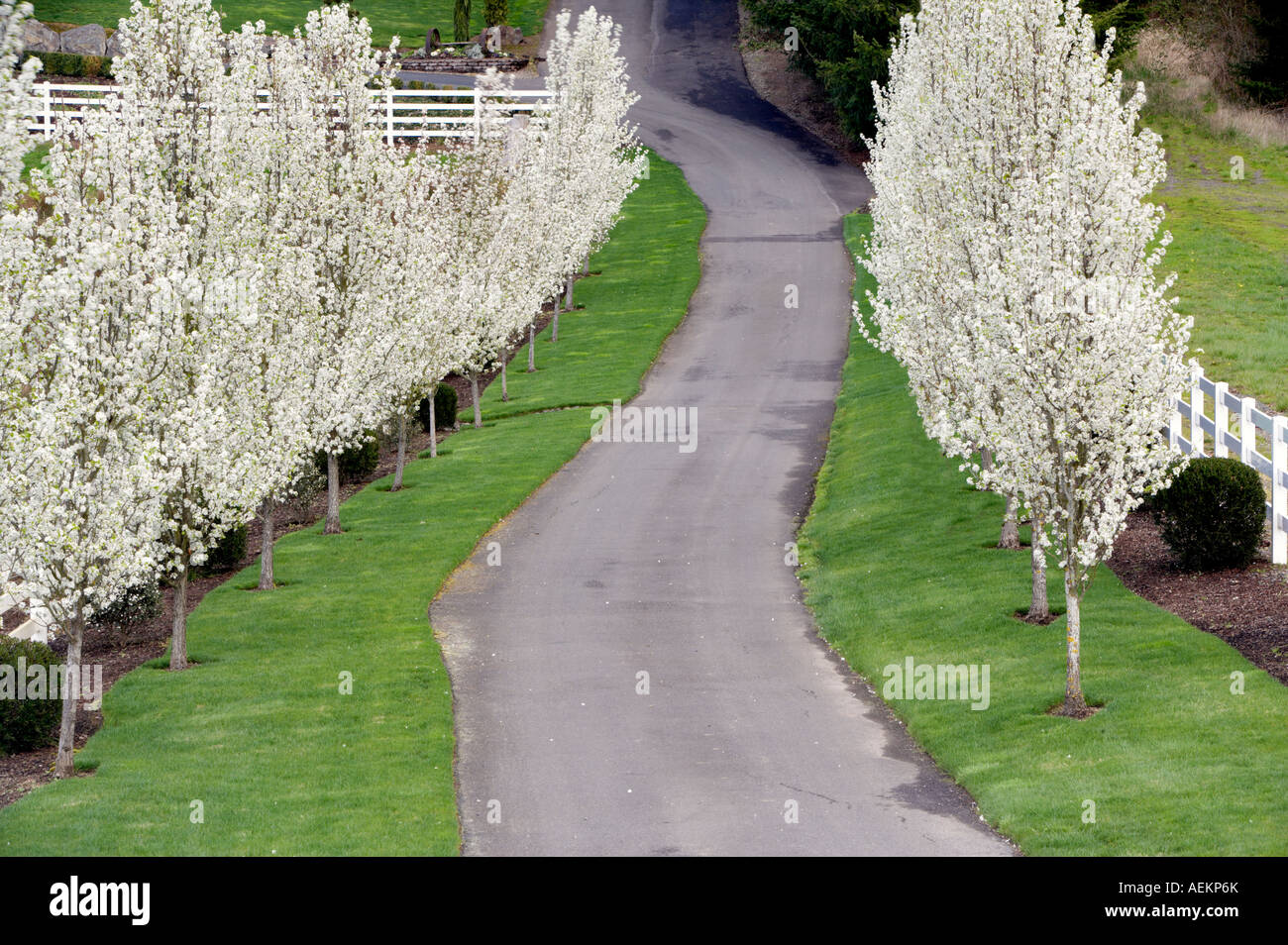 Flowering pear trees of home driveway Near Woodburn Oregon Stock Photo